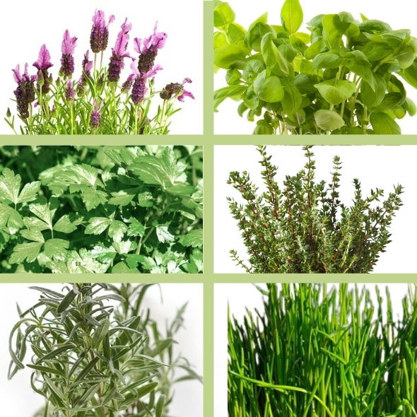 Bio-Premium-Set Kräutergarten