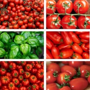 Bio-Premium-Set Tomate-Basilikum