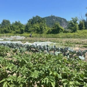 Gemüsegarten mieten in Bonn Mehlen