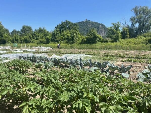 Gemüsegarten mieten in Bonn Mehlen