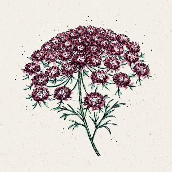 Daucus Carota ‚Dara‘ (Wilde Möhre)