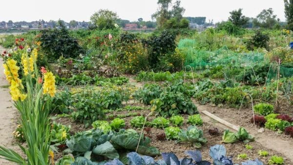 Gemüsegarten mieten in Düsseldorf-Hamm – 2025