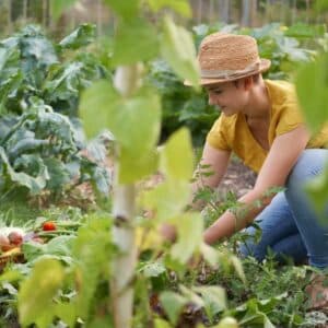 Dauergarten mieten in Bornheim bei Bonn