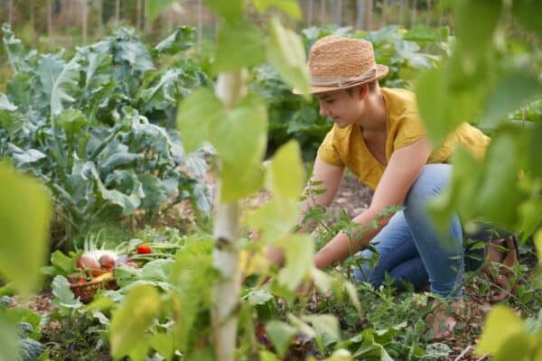 Dauergarten mieten in Bornheim bei Bonn