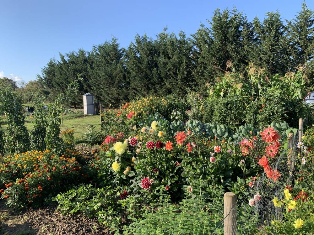 Dauergarten mieten in Köln