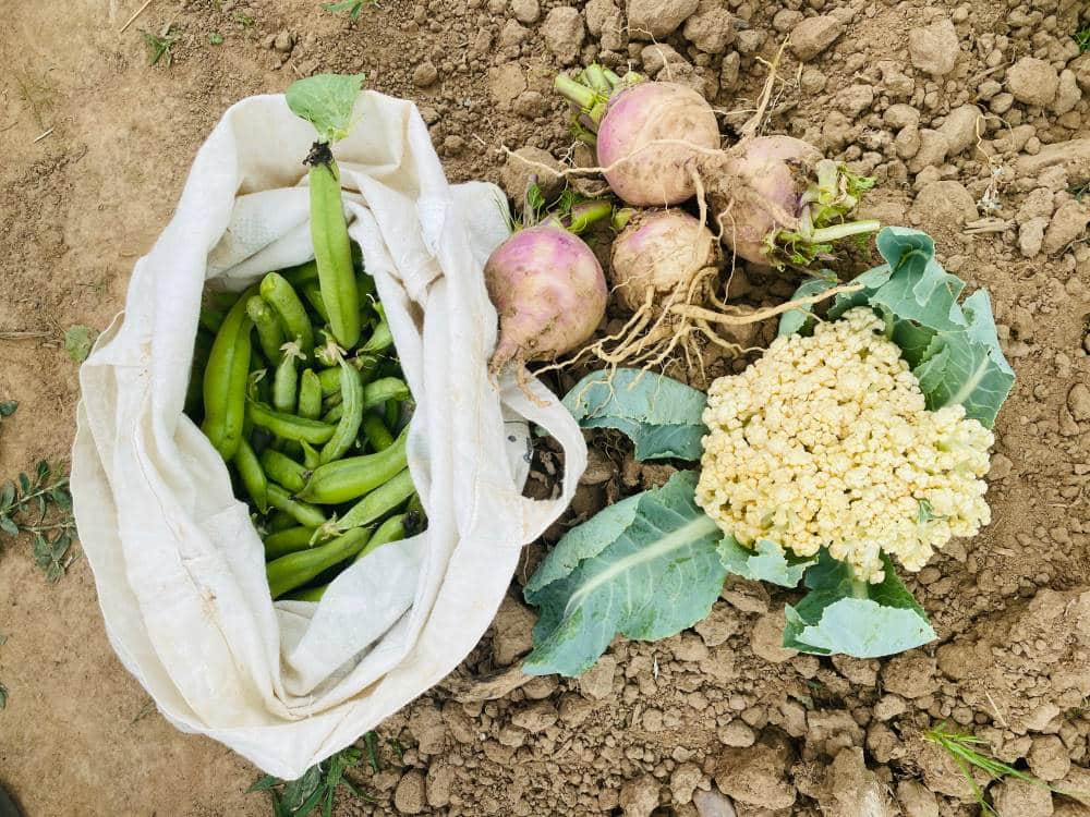 Dauergarten mieten in Köln – 2024/25 – Bild 5