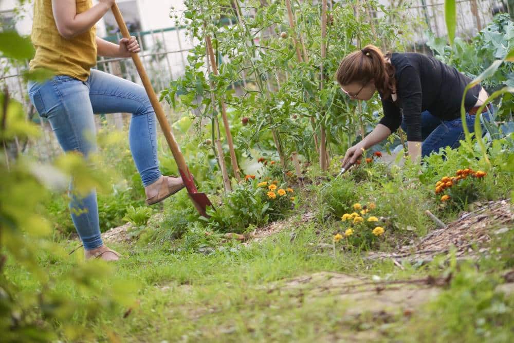 Dauergarten mieten in Köln – 2024/25 – Bild 4