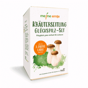 Kräuterseitling Glückspilz-Set, Pilzzucht