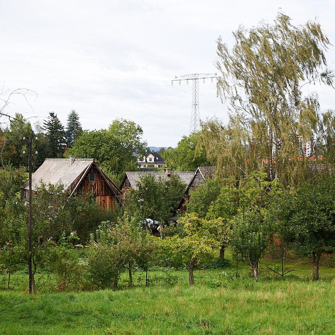 Gemüsegarten mieten in Dresden – Bild 4