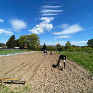 Gemüsegarten mieten in Dresden