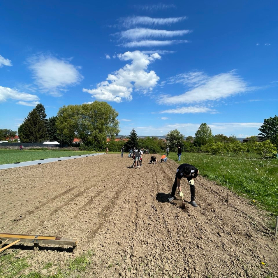 Gemüsegarten mieten in Dresden