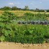 Gemüsegarten mieten in Frankfurt