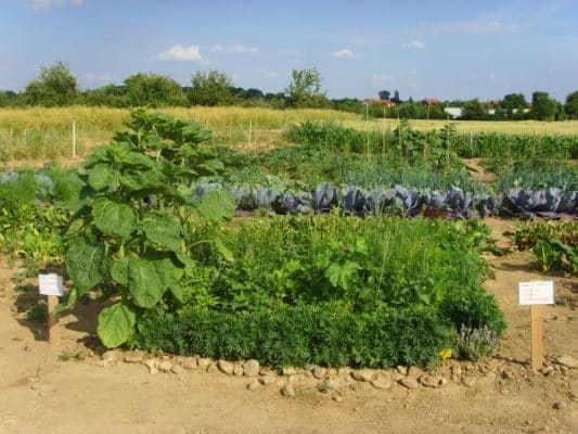 Gemüsegarten mieten in Frankfurt 2025 meine ernte Shop