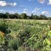 Gemüsegarten mieten in Berlin im Baumschulenweg