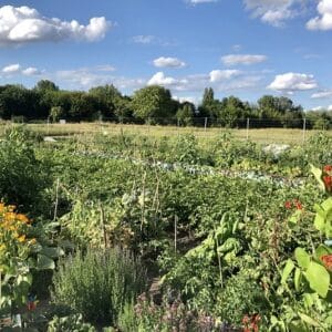 Gemüsegarten mieten in Berlin im Baumschulenweg