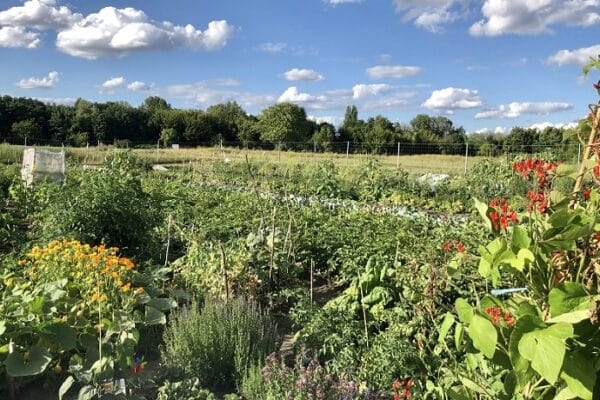 Gemüsegarten mieten in Berlin im Baumschulenweg