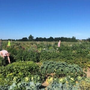 Gemüsegarten mieten in Berlin Rudow