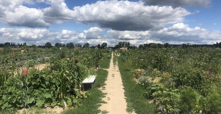 Gemüsegarten mieten in BerlinRudow 2025 meine ernte Shop