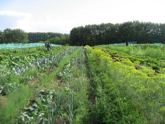 Gemüsegarten mieten in BerlinWartenberg 2025 meine ernte Shop