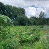 Gemüsegarten mieten in Bielefeld