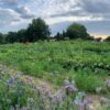 Gemüsegarten mieten in Bochum