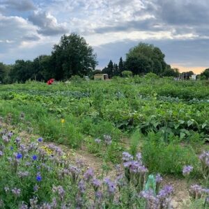 Gemüsegarten mieten in Bochum