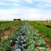 Gemüsegarten mieten in Bornheim bei Bonn - 2025