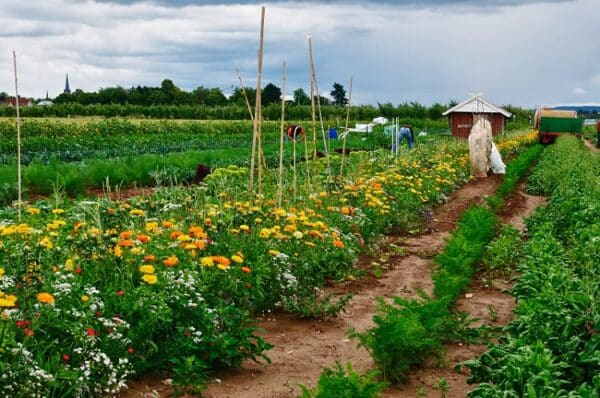 Gemüsegarten mieten in Bornheim bei Bonn - 2025 – Bild 2