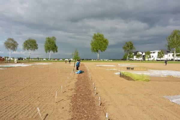 Gemüsegarten mieten in Bornheim bei Bonn - 2025 – Bild 3