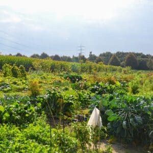 Gemüsegarten mieten in Bottrop