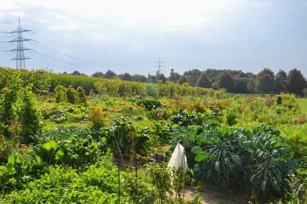 Gemüsegarten mieten in Bottrop