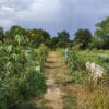 Gemüsegarten mieten in Dortmund-Kirchderne - 2024