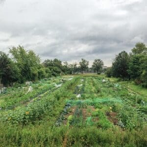 Gemüsegarten mieten in Düsseldorf Niederkassel