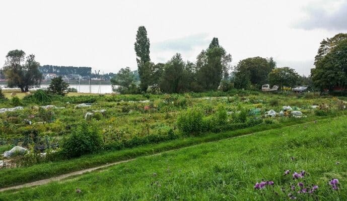 Gemüsegarten mieten in DüsseldorfVolmerswerth 2025 meine ernte Shop