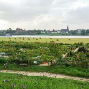 Gemüsegarten mieten in Düsseldorf Volmerswerth