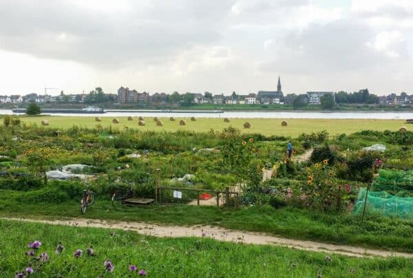 Gemüsegarten mieten in Düsseldorf Volmerswerth