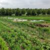 Gemüsegarten mieten in Essen - 2024