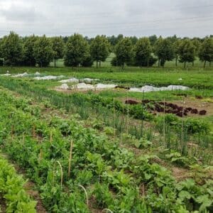 Gemüsegarten mieten in Essen