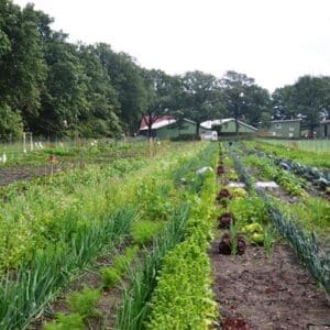 Gemüsegarten mieten in Hamburg Norderstedt