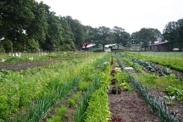 Gemüsegarten mieten in Hamburg Norderstedt