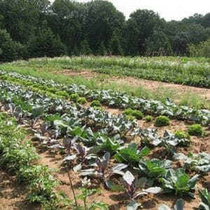 Gemüsegarten mieten in Leverkusen