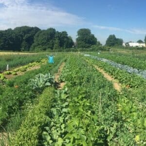 Gemüsegarten mieten in Solingen / Wuppertal