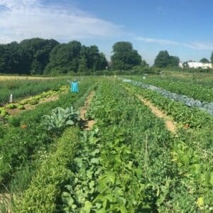 Gemüsegarten mieten in Solingen / Wuppertal