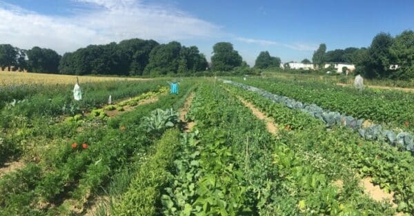 Gemüsegarten mieten in Solingen / Wuppertal