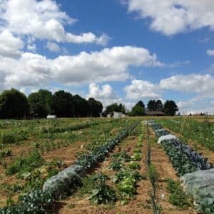 Gemüsegarten mieten in Wiesbaden