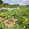 Garten mieten in Bonn-Buschdorf - 2025