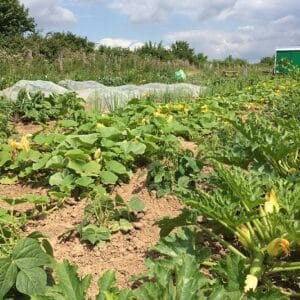 Gemüsegarten mieten in Bonn