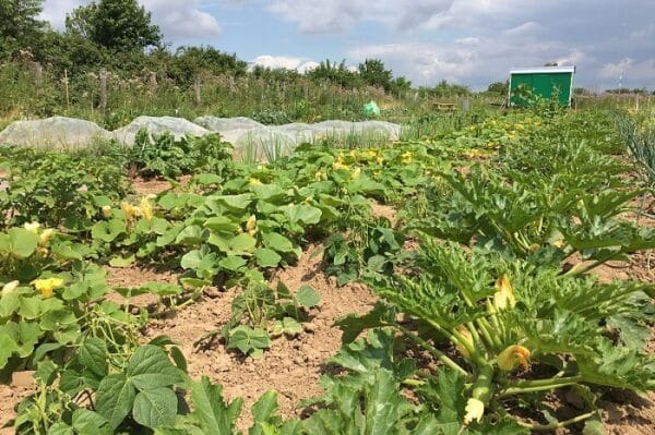 Gemüsegarten mieten in Bonn