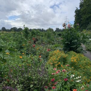 Gemüsegarten mieten in Hamburg / Norderstedt – Bild 4