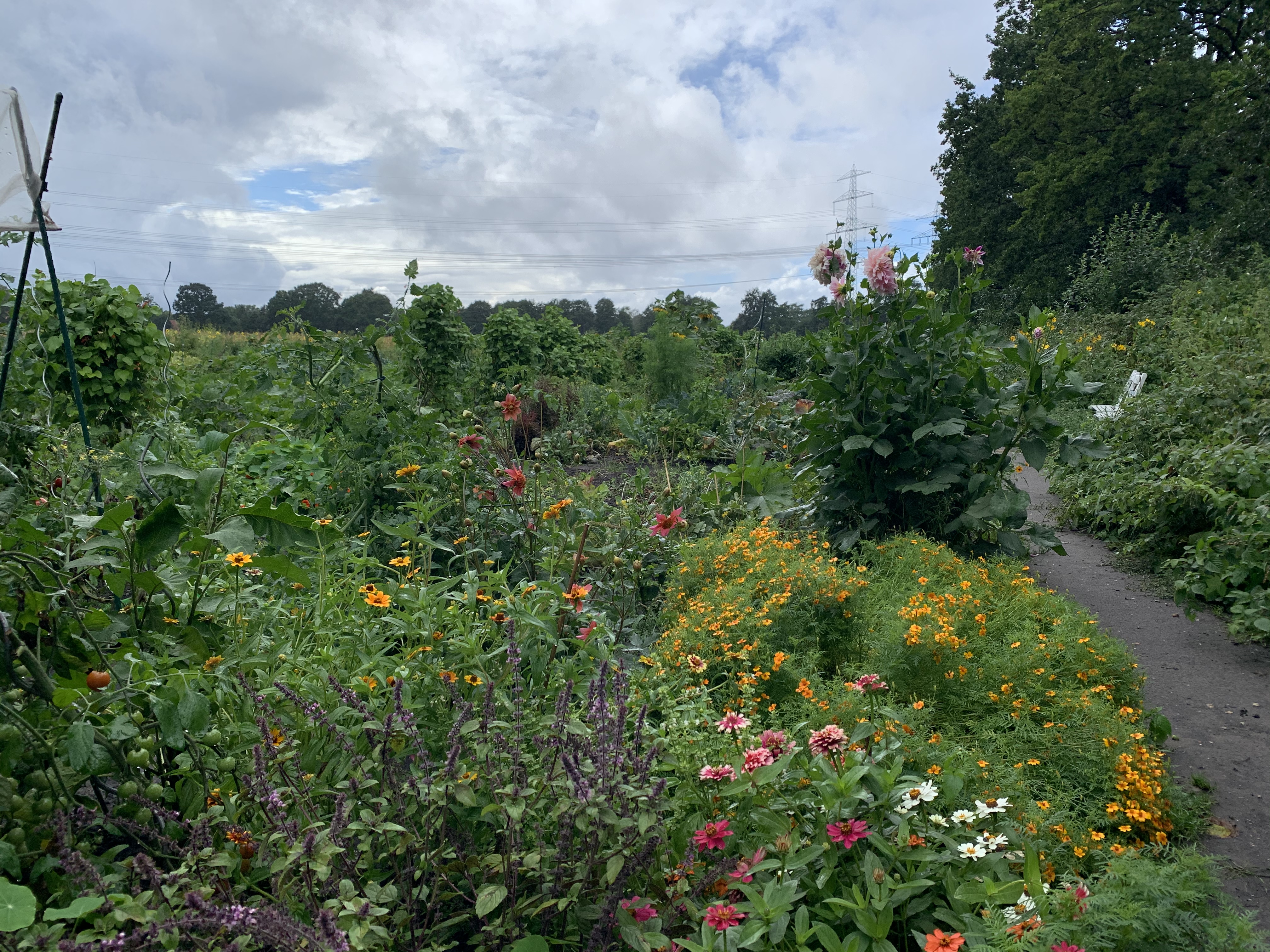 Gemüsegarten mieten in Hamburg / Norderstedt – Bild 4